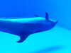イルカ。逆さま「水族館を楽しむ♪(*^^*)」