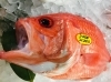 「魚魚市場鮮魚コーナーおすすめは「エビスダイ・マングローブガニ」です♪」