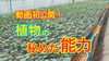 「知って得する！野菜が持っている能力を使いこなす豆知識　タネのハシモト」