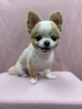 ラッキーちゃん♡「今日のわんちゃん☆（西京区トリミングサロン・ペットホテル・訓練）」