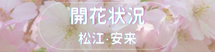 2023年☆山陰の桜開花状況【島根/鳥取】