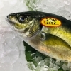「魚魚市場鮮魚コーナーおすすめは「シマアジ・エビスダイ」です♪」