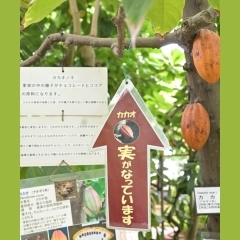 東大和駅から直ぐの場所にある「東京都薬用植物園」さんへ行ってきました〜✨✨✨
