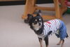 くうちゃん「今日のお友達」
