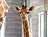 キリンの赤ちゃんの名前が決まりました！ | 愛媛県立とべ動物園