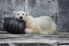 「バリーバの運動場への放飼について」