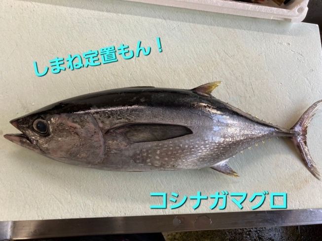 「○本日のお刺身○【しまね定置もん】 コシナガマグロ、サワラ」