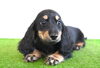 「ミニチュアダックス子犬情報」