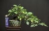 「老爺柿の楊貴妃【盆栽／ミニ盆栽／福島植物園】」