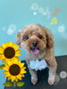 「可愛い子ちゃん♡ Dog salon mofu mofu 余市町」