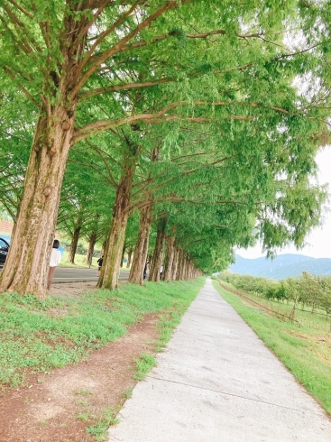 確か去年の今頃のメタセコイア並木。「夏の終わりに。【京都市南区・板金・塗装・自動車】」