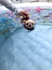 さぁ　入りますよ〜「ましゅまろプールDAY ^ - ^」