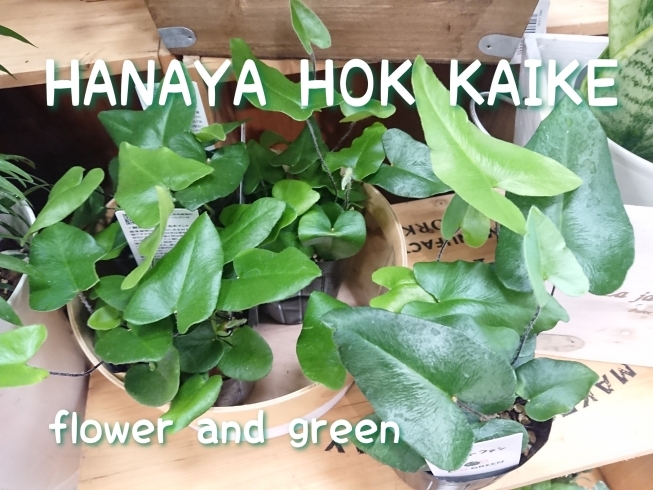 「[はなやHOK皆生店]観葉植物入荷しました！」