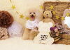 Happy birthday　きなこちゃん「Anniversary photo　(*´ω｀*)」