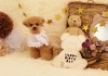 Happy birthday　はなちゃん「Anniversary photo　(*´ω｀*)」