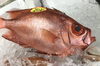 「魚魚市場鮮魚コーナーおすすめ商品は「ノドグロ・カレイ」です♪」