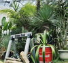 「大きな観葉植物もあります！【福島市　観葉植物専門店】」