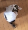 しっぽを震わせて 可愛くご飯待ちの ぴのちゃん「可愛い猫ちゃんには 。。。。。をさせろ！？」