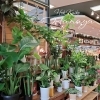 「【はなやホック皆生店】観葉植物入荷致しました。」