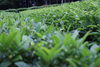 「池田の茶摘み体験。アウトドア好きな家族におすすめ！」