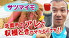「【必質アイテム公開】これさえあれば！サツマイモの収穫適期が簡単にわかります♪ タネのハシモト」