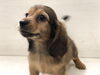 ミニチュアダックス　女の子「ダックスの子犬店頭デビュー♪」