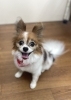上目遣いのノアちゃん♡「今日のわんちゃん☆(西京区トリミングサロン・ペットホテル・訓練)」