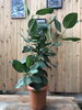 「初心者の方にもオススメ!ゴムノキのご紹介【福島市　観葉植物専門店】」