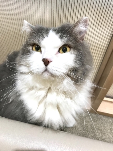 こんなところまで!?【宮崎ナナイロ(メガドンキ)にある猫カフェ・漫画・ドリンクバー・ワークプレイス】