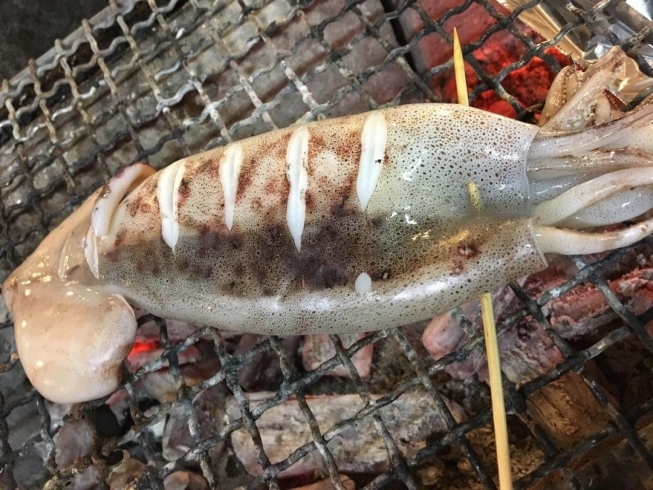 するめいかの丸焼き「するめいかの丸焼き」