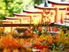 前回の花手水の画像です。「9月の花手水のお知らせ」