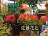 「記憶に残る贈り物！花束やフラワーアレンジメントは、佐藤花店へ！」