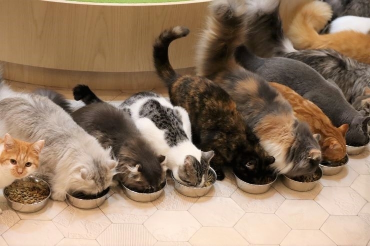 猫カフェ 癒されること間違いなし 宮崎市の猫カフェまとめ 宮崎のグルメ特集 まいぷれ 宮崎