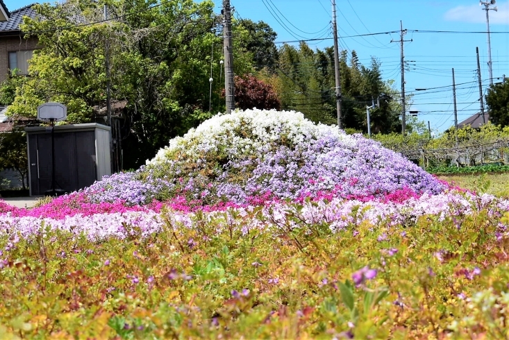 住宅街にも自然との調和がステキです「白井のまちに富士山！芝桜が満開！」