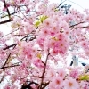 十間道路（国道415号）　[高岡 桜・お花見特集]