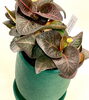 ユーフォルビア フランコイシー これも塊根！「802PLANTS SHOP 植物紹介！アガベ  オブツーサ 多肉 グラキリス 塊根 フランコイシー オプンチアアズレイ ユーフォルビア サボテン スキリアナ 」
