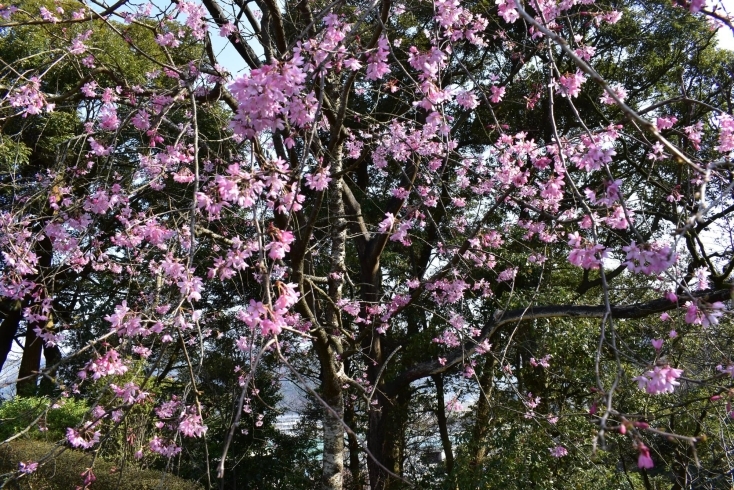 「ソメイヨシノが咲いてます」