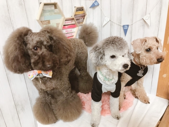 「新潟市犬の保育園♪犬の社会化わんちゃんのしつけHappyTail」