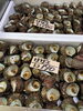 「本日岩牡蠣入荷致しました」