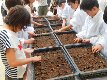 ５００粒の植え付けは、子供たち全員で手分けしても結構大変です。