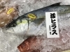 「西海物産館おすすめは「活ヒラス・ヤリイカ」です♪」