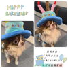 弟犬のカタナくん「happy birthday❣️」