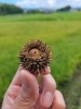 くぬぎのどんぐり( *´艸)かわいい～✨「小さい秋、見～つけた(*^^*)《豆腐屋　直売所　大原野　洛西　西山》」