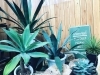 人気のアガベ、多数取り揃えています！【福島市 観葉植物専門店 