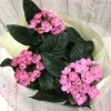 花鉢　ニオイザクラ「♬敬老の日☆秋のお彼岸♬」