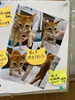 「子猫里親さん決まりました」