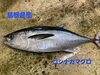 「◯本日のお刺身◯【島根県産】コシナガマグロ、ヒラマサ」