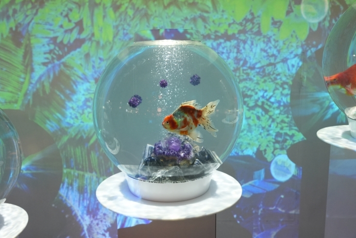 金魚ミュージアム金魚とアートの美しい世界を体験「秋の日帰りバスツアー」