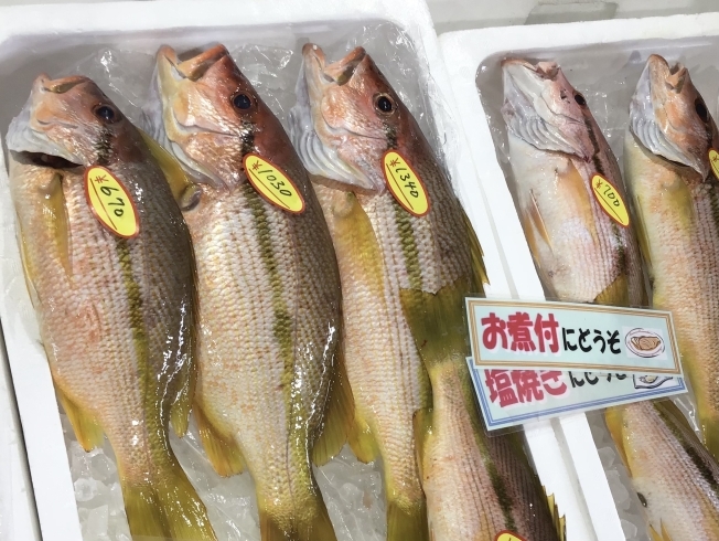 「魚魚市場鮮魚コーナーおすすめは「シマイサキ」です♪」