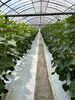 「はじめまして。たのうえ農園です。（綾町、農家、野菜、きゅうり、ほんものセンター）」